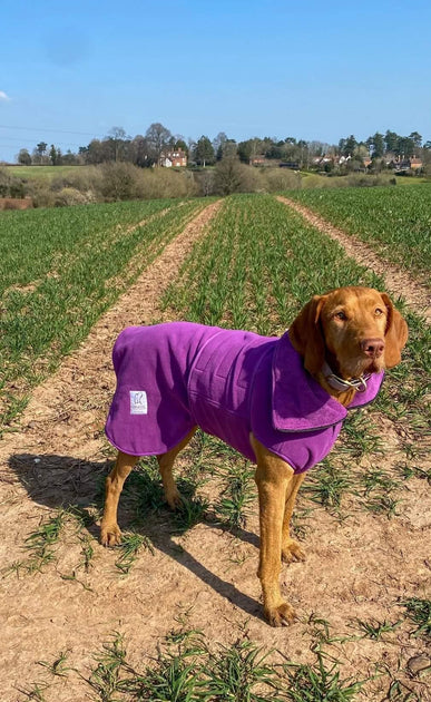 Towelling dog drying clearance coats