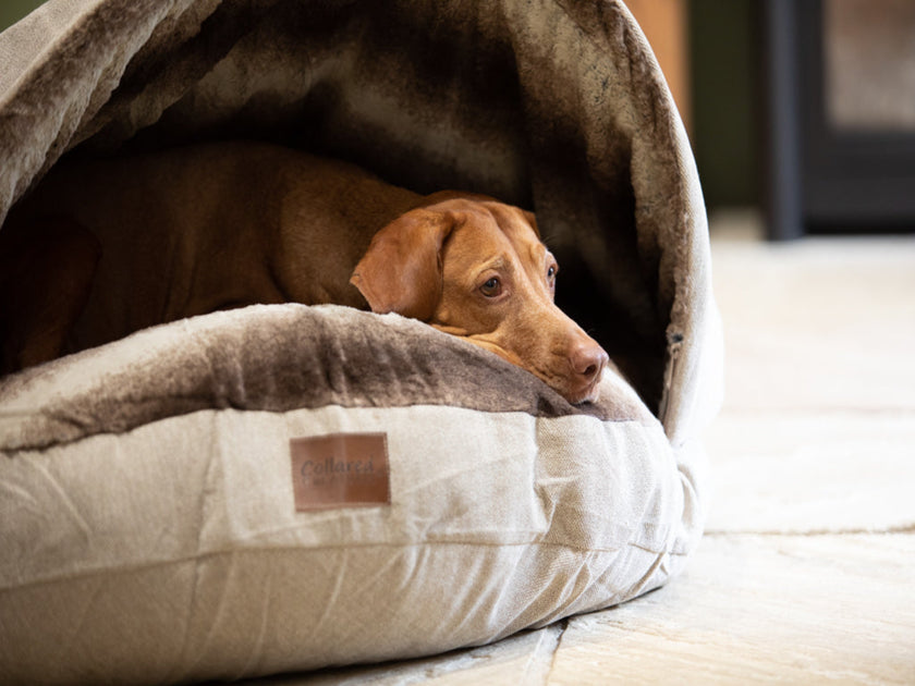 3 peaks snowdon outlet dog bed replacement cover