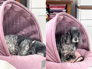 Cocker Spaniel sleeping and sitting in a Dusky Pink Quilted Cocoon Dog Bed