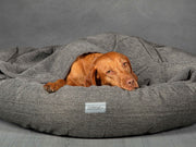 Vizsla dog resting comfortably inside Grey Cocoon Dog Bed with partially covered hood