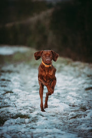 Tangerine Waterproof Biothane Buckle Dog Collar