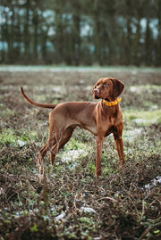 Tangerine Waterproof Biothane Buckle Dog Collar